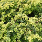 Taxus baccata ‘Summergold’ - IF COMMUN 'SUMMERGOLD' - Taxus baccata ‘Summergold’