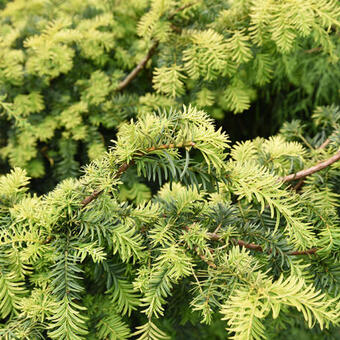 Taxus baccata ‘Summergold’