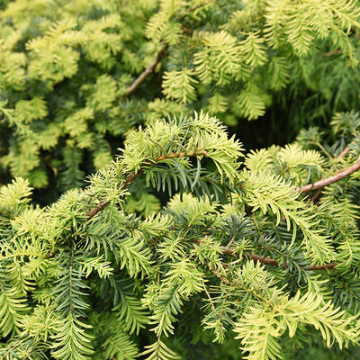 IF COMMUN 'SUMMERGOLD' - Taxus baccata ‘Summergold’