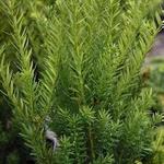 Taxus media ‘Hillii’  - Taxus media ‘Hillii’ 