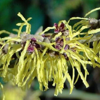 Hamamelis x intermedia