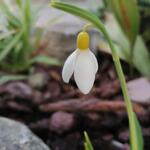 Galanthus plicatus 'Madeleine' - 