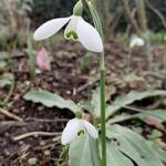 Galanthus nivalis 'S. Arnott' - 