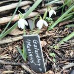 Galanthus nivalis 'Maximus' - 