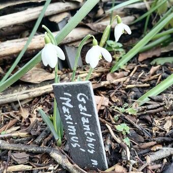 Galanthus nivalis 'Maximus'