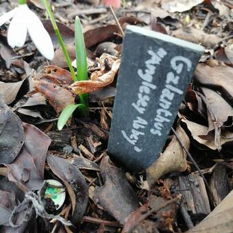 Galanthus nivalis 'Anglesey Abbey'