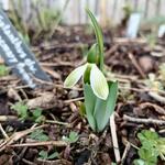 Galanthus elwesii 'Rosemary Burnham' - 