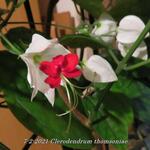 Clerodendrum thomsoniae - 