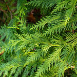 Thuja plicata 'Can-can' - 