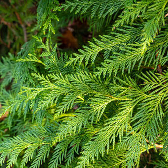 Thuja plicata 'Can-can'