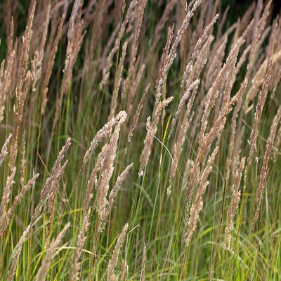 Calamagrostis epigejos - Land-Reitgras - Calamagrostis epigejos