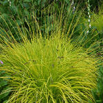 Carex elata - Carex elata