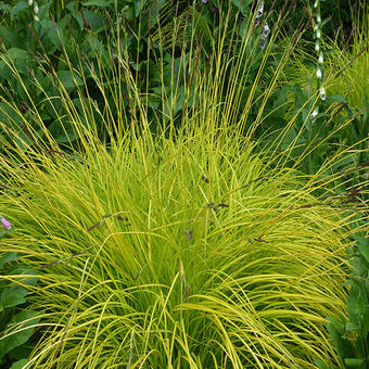 Carex elata