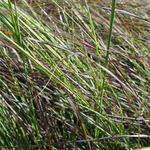 Eragrostis curvula 'Totnes Burgundy' - Eragrostis curvula 'Totnes Burgundy'