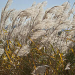 Miscanthus sacchariflorus - Amurschilf