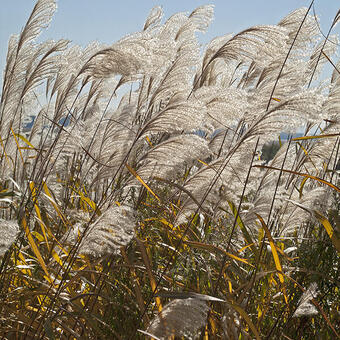 Miscanthus sacchariflorus