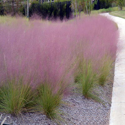 Muhlenbergia capillaris  - 