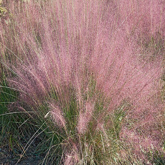 Muhlenbergia capillaris