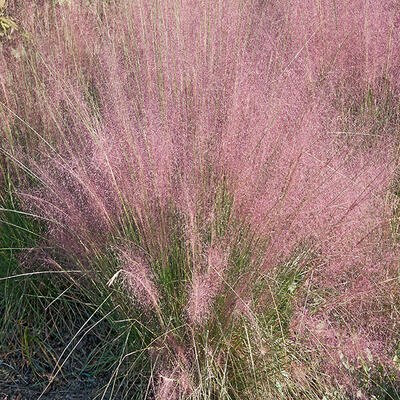 Muhlenbergia capillaris  - Muhlenbergia capillaris 