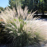 Muhlenbergia lindheimeri - Muhlenbergia lindheimeri