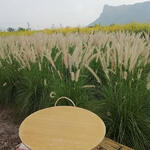 Pennisetum alopecuroides 'Foxtrot' - Pennisetum alopecuroides 'Foxtrot'