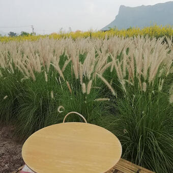 Pennisetum alopecuroides 'Foxtrot'