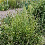 Sesleria argentea - Silber-Blaugras