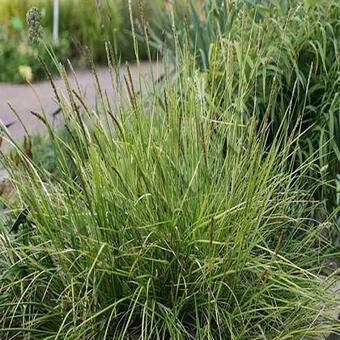 Sesleria argentea