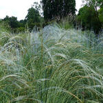 Stipa pulcherrima - 