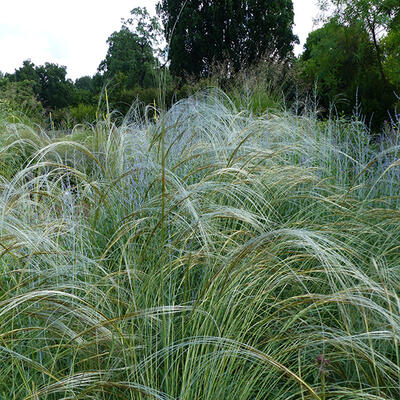 Stipa pulcherrima