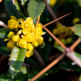 Berberis julianae