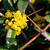 Berberis julianae