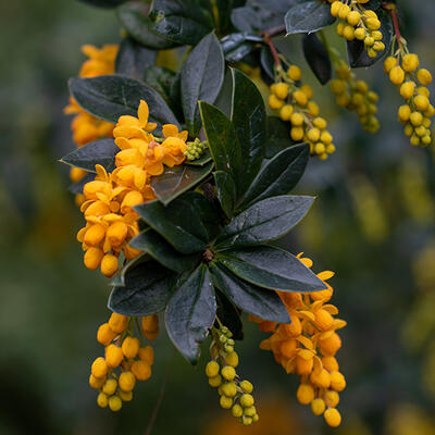 Berberis trigona 'Orange King' - Berberis trigona 'Orange King'