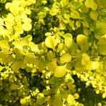 Berberis thunbergii 'Green Carpet' - 