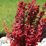 Berberis thunbergii 'Orange Rocket' - 