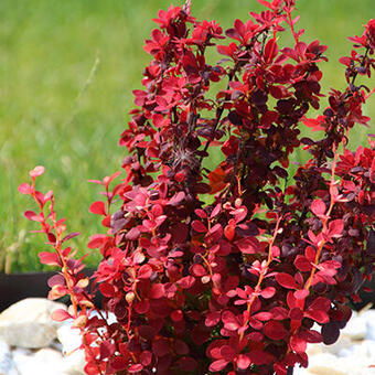 Berberis thunbergii 'Orange Rocket'