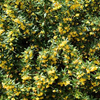 Berberis verruculosa