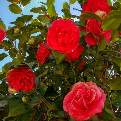 Camellia japonica (Rood) - Camélia du Japon