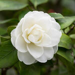 Camellia japonica (wit) - Kamelie