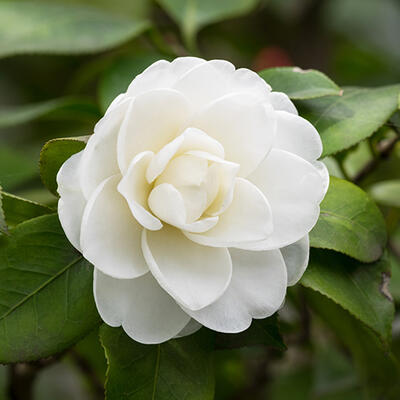 Camellia japonica (wit) - Camélia du Japon