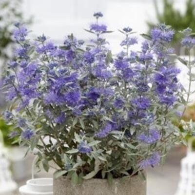 Caryopteris x clandonensis 'Sterling Silver'