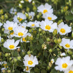 Cistus salviifolius - Ciste à feuilles de sauge