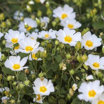 Cistus salviifolius