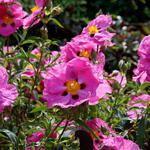 Cistus x purpureus - Purpur-Zistrose