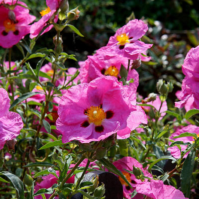 Cistus x purpureus - Purpur-Zistrose