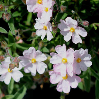 Cistus x skanbergii