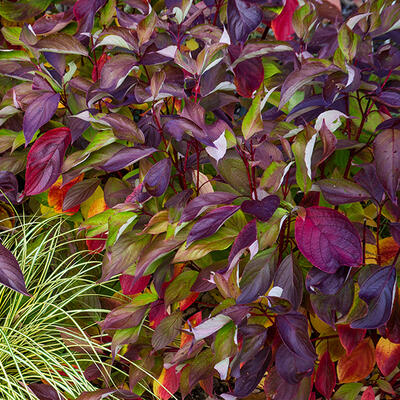 Cornus alba 'Baton Rouge'