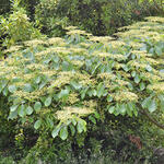 Cornus controversa 'Pagoda' - 