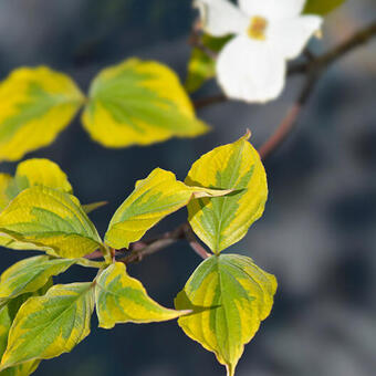 Cornus florida 'Rainbow'