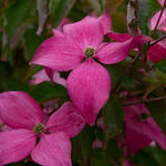 Cornus kousa 'Scarlet Fire' - 